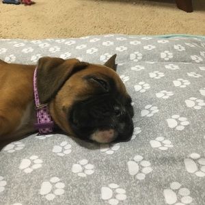 Meet your Posher, Alex